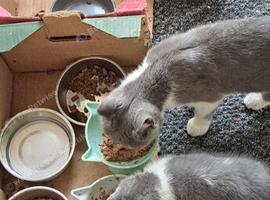 British shorthair blue bi colour