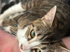 Last male kitten fir sale