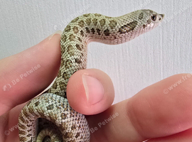 Western Hognose babies ready to go starting price &pound;80