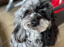Female Merle Cavapoo for rehome