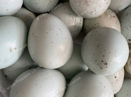 Celadon quail eggs x12