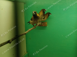 Three pairs chocolate bengalese for sale