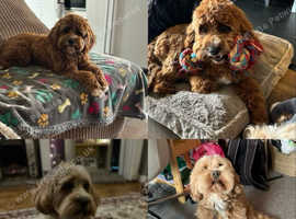 PROVEN Red and Apricot F1 Cavapoos-DNA Clear Tests