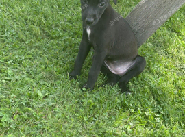 5 Beautiful Bedlington Whippet Puppies for Sale