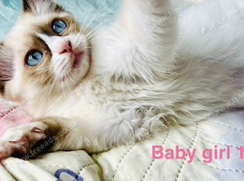 Ready now pure Baby Ragdoll kittens