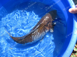 Koi Carp Ochiba Shigure Japanese Bred