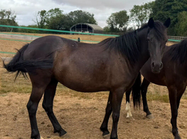 3 new forest mares and filly