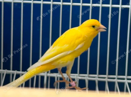 Canary Scott's frill fancys