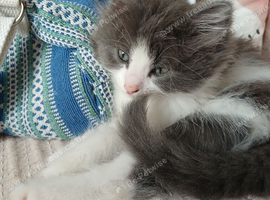 Grey &White boy