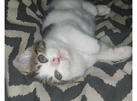 tabby girl