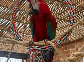 Green wing macaw