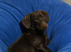 Bruno