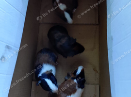 Baby guinea pigs