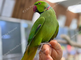 Ring neck parrot