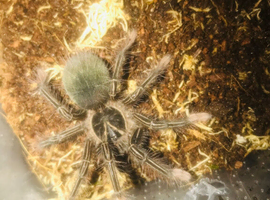 Juvenile theraphosa apophysis