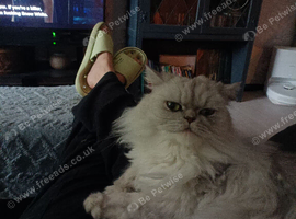 Stunning Chinchilla Persian Male