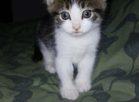 Beautiful Female Kitten.