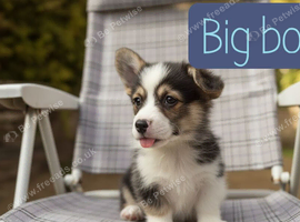 Show quality Pembrokeshire corgi READY!!!