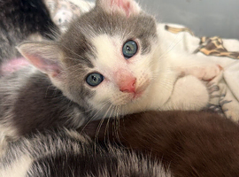 Kittens for sale