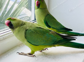 Stunning young Indian ringnick parrot