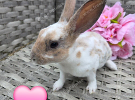 Baby mini rex bunnies ready to leave now
