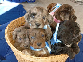 Chocolate and blue Merle puppy's