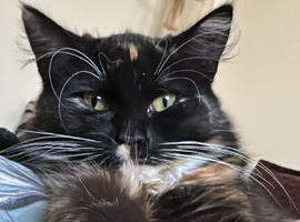 2 year old female cat