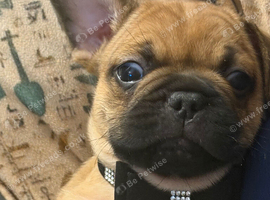 1 French bulldog