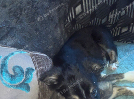 9week old puppy