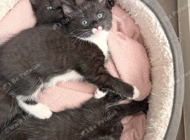 Ragdoll mixed blue eyes kitten
