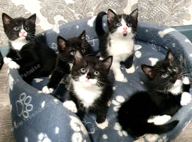 4 baby kittens bombay cross