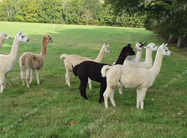 Females alpacas - Group of 6 pretty girls