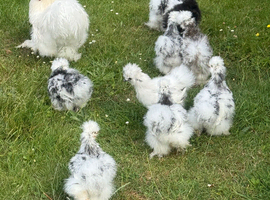 USA silkie hatching eggs