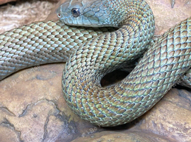 JAPANESE RAT SNAKE