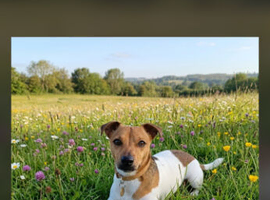 16 month old jack russel for stud