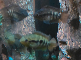 Rainbow cichlids