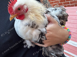 11 week old pekin bantam