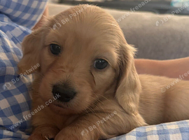 Cream Longhair Miniature dachshund