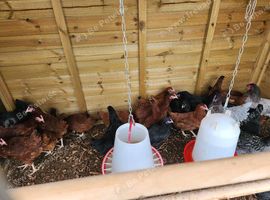 POINT OF LAY HYBRID HENS