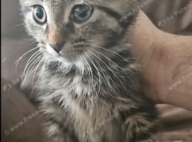 10 week old kittens