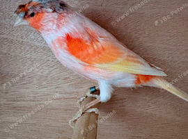 Harlequin canary