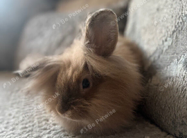 Rex & lionhead rabbits