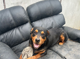 I need to rehome my boy Rottweiler