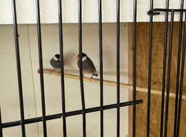 Java sparrows