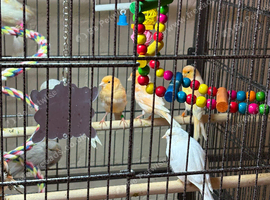 Good quality canaries