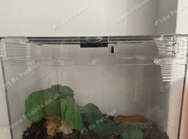 G.Pulchra male grown on and juvenile set up
