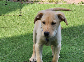 Labrador boy