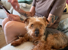 Yorkshire/border terrier cross