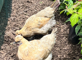 Gold top hens 12 months  old x 2