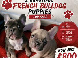 French Bulldog Pups At A Great Price | Offers Welcome | Beautiful Girls Now Available